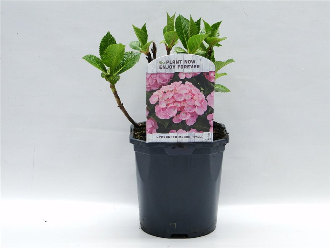 Hydrangea macr. 'Pink' - C2